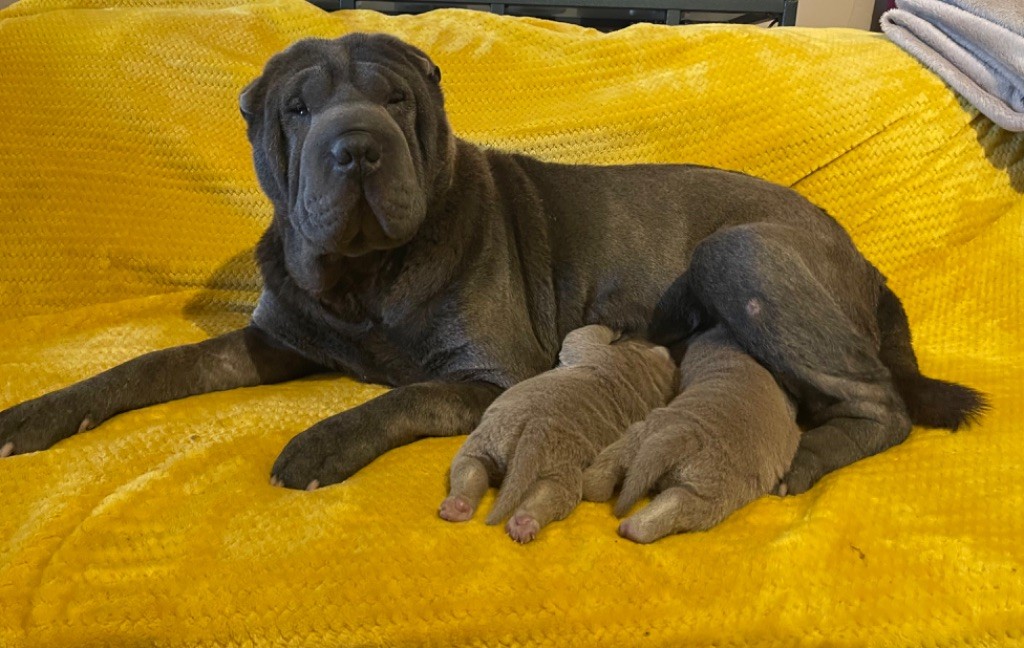 chiot Shar Pei De La Sagesse Des Plissés