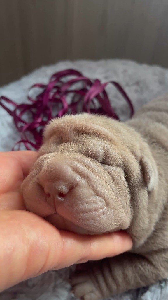De La Sagesse Des Plissés - Chiots disponibles - Shar Pei