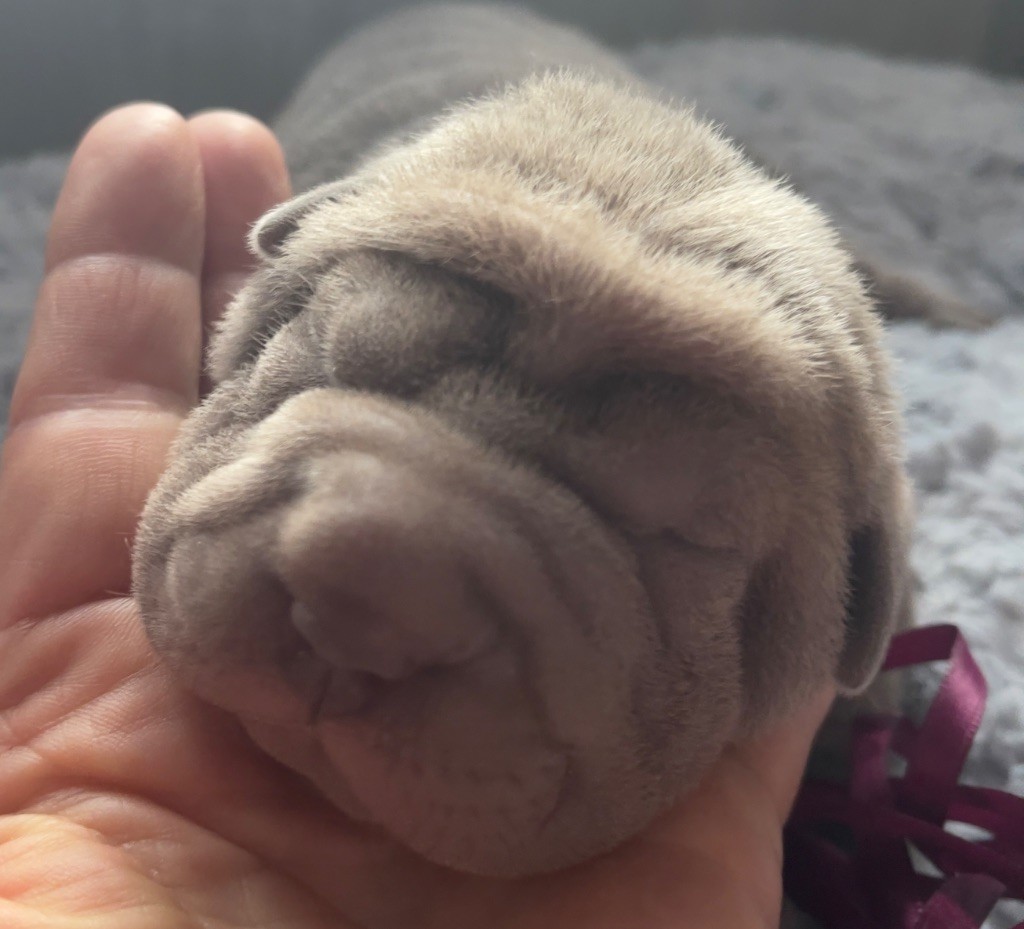 De La Sagesse Des Plissés - Chiots disponibles - Shar Pei