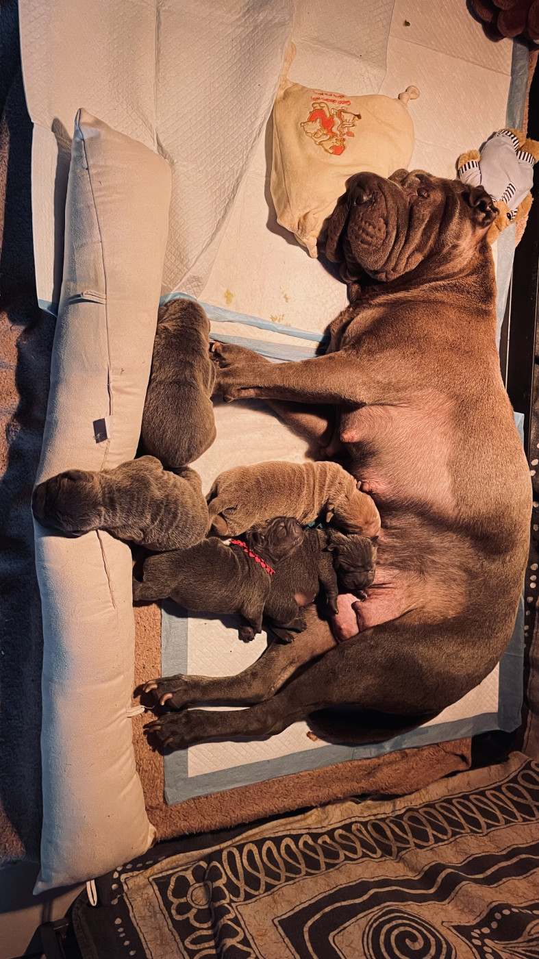 Chiot Shar Pei De La Sagesse Des Plissés
