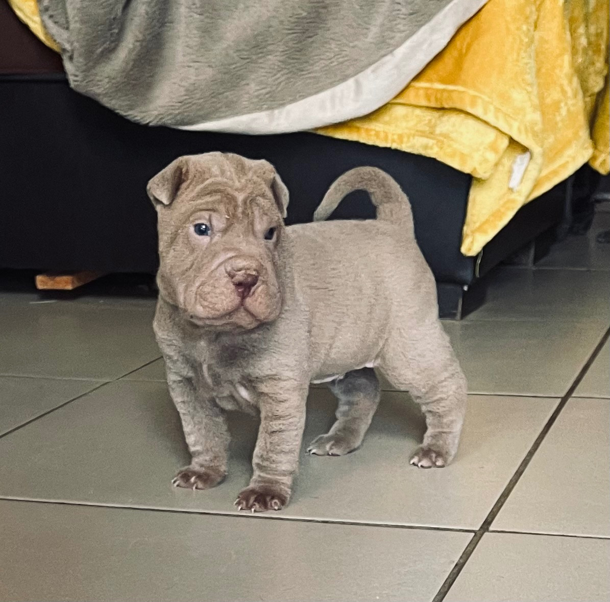 De La Sagesse Des Plissés - Chiots disponibles - Shar Pei
