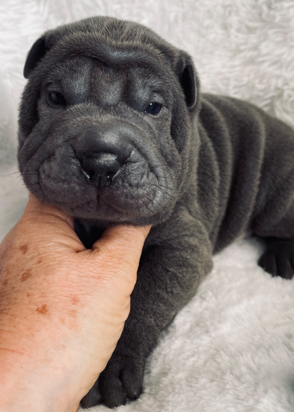 De La Sagesse Des Plissés - Chiots disponibles - Shar Pei