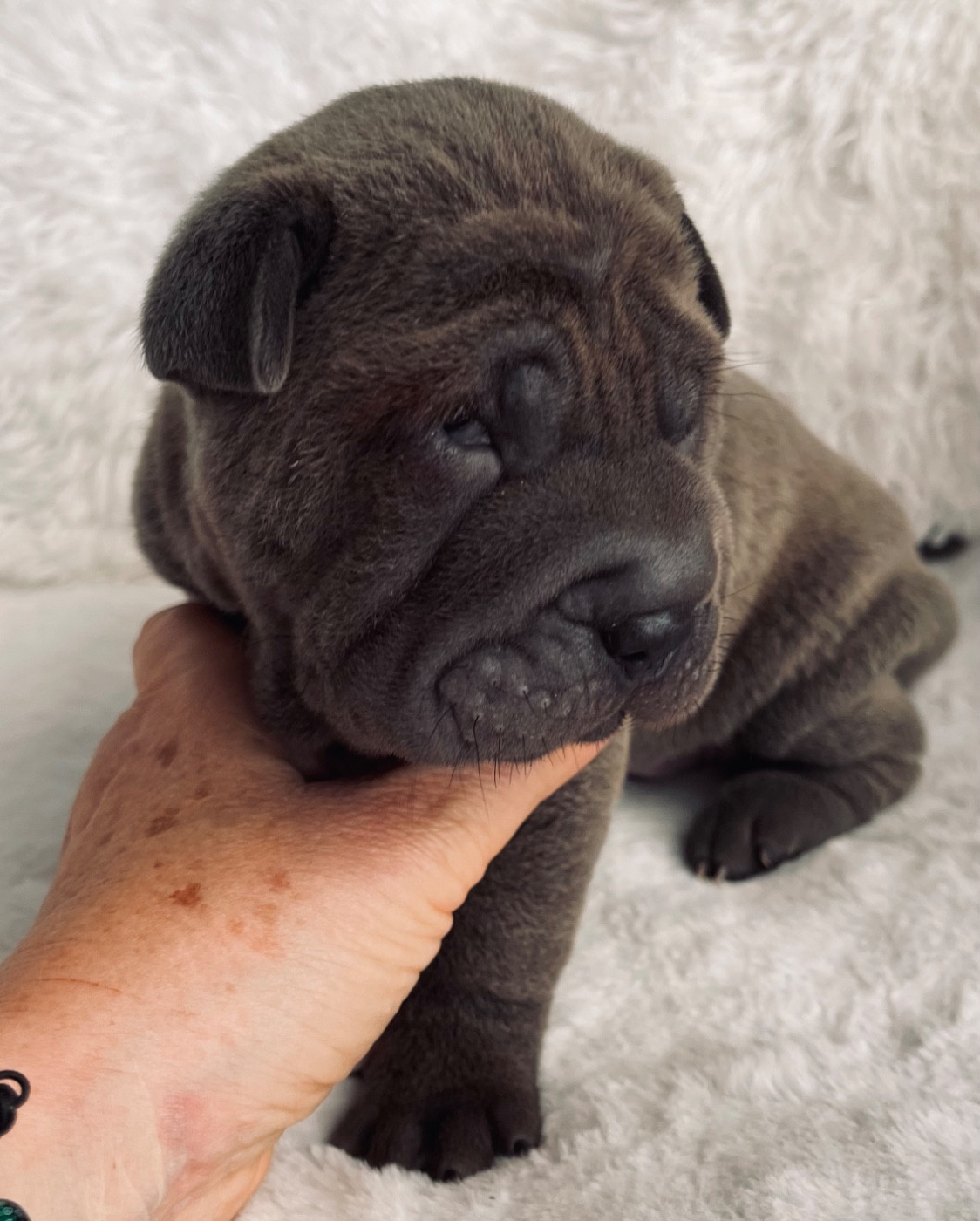 De La Sagesse Des Plissés - Chiots disponibles - Shar Pei