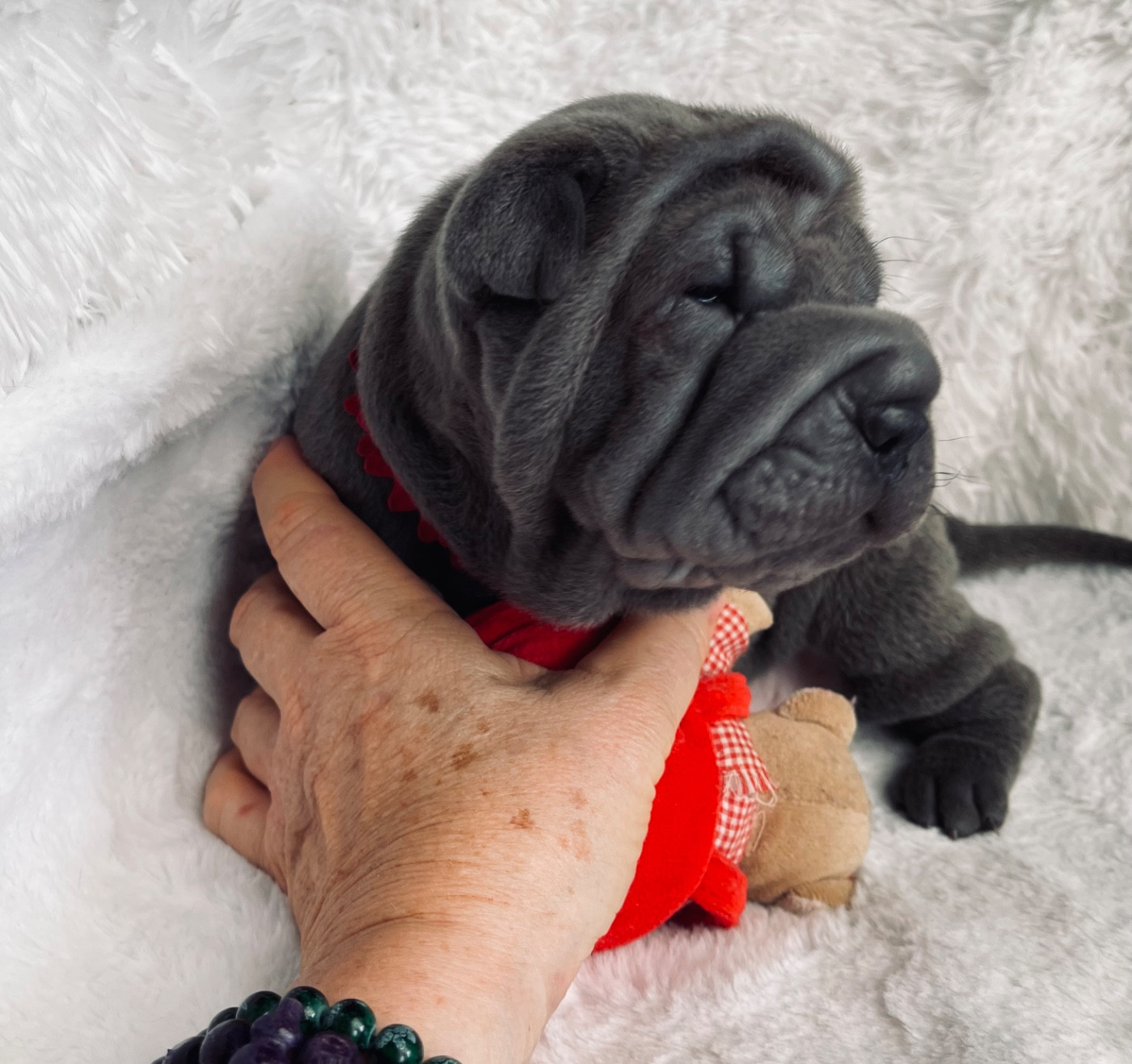 De La Sagesse Des Plissés - Chiots disponibles - Shar Pei