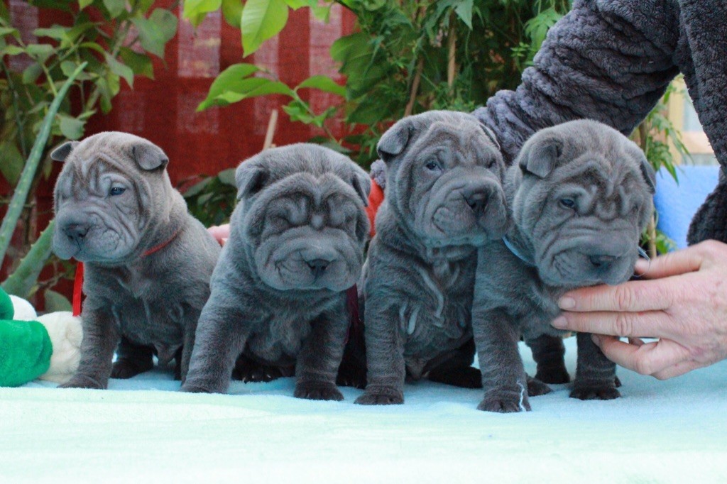 De La Sagesse Des Plissés - Shar Pei - Portée née le 22/10/2019