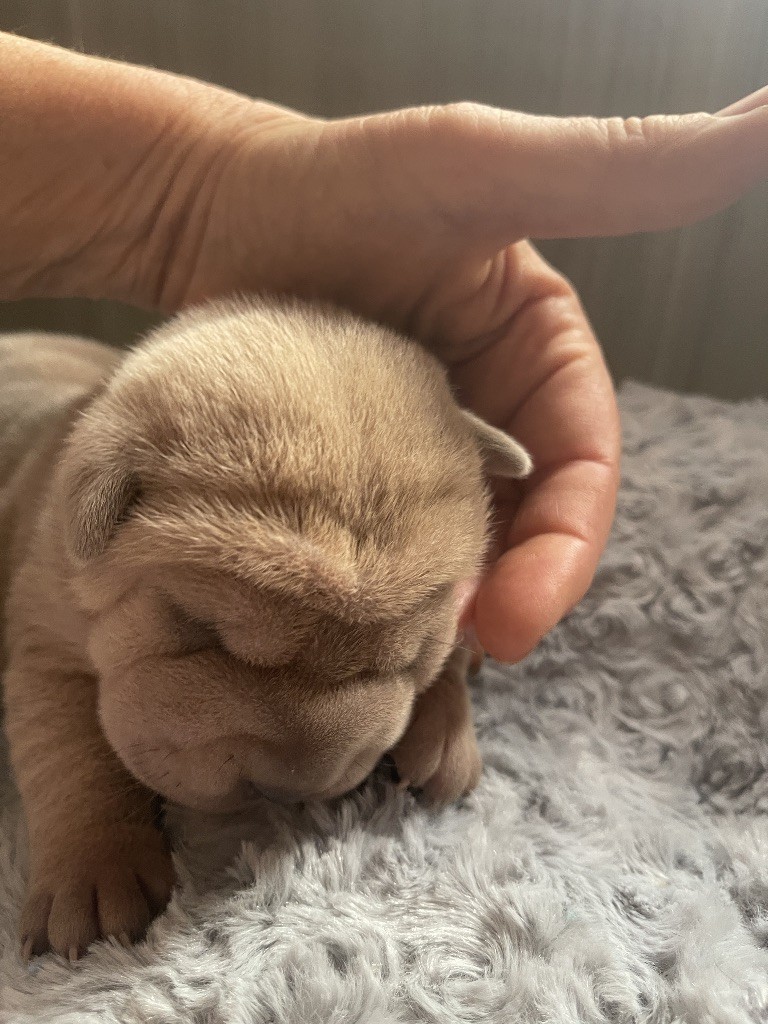 De La Sagesse Des Plissés - Chiots disponibles - Shar Pei