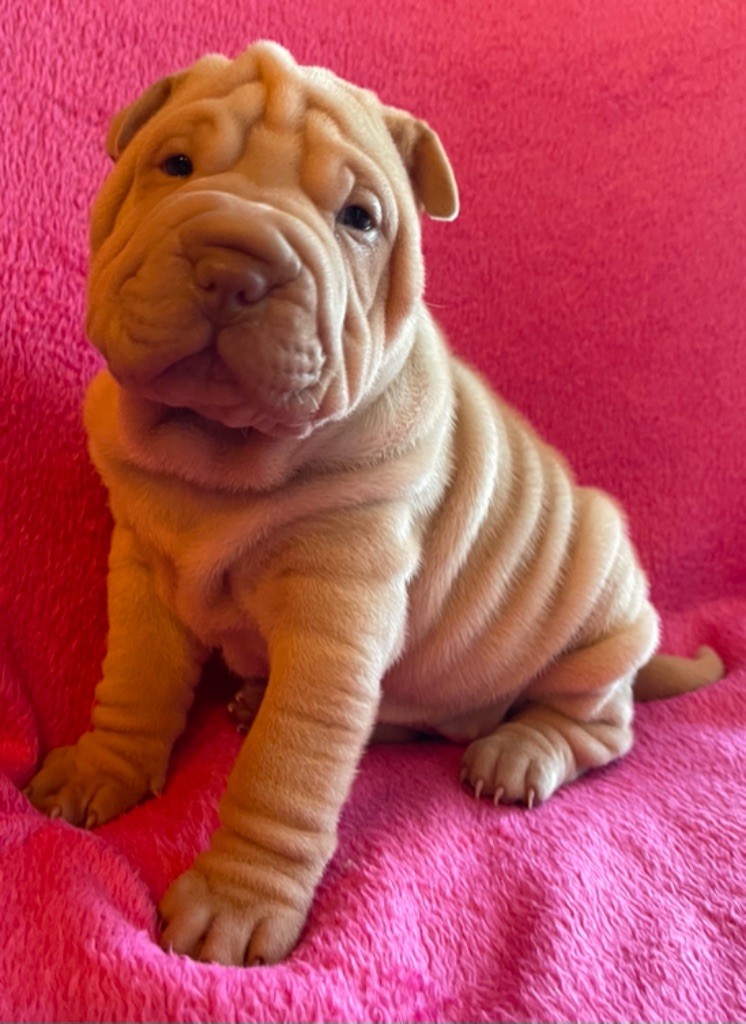 De La Sagesse Des Plissés - Chiots disponibles - Shar Pei