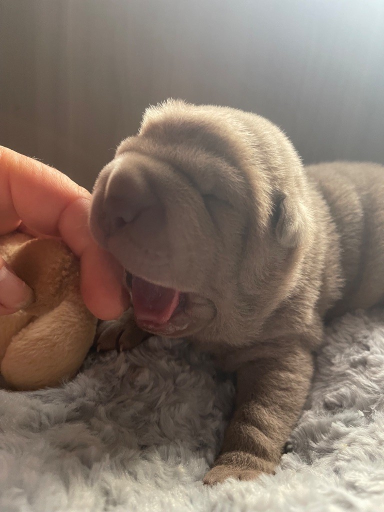 De La Sagesse Des Plissés - Chiots disponibles - Shar Pei